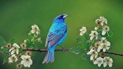 Mavi Kuş Kişilik Testi