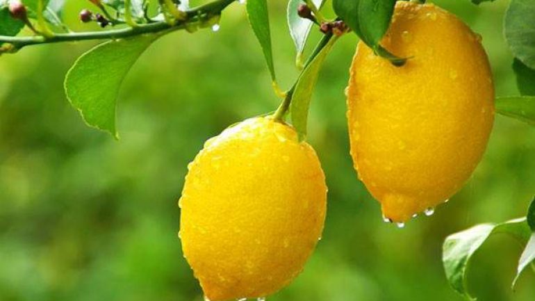 Limonun Bu YararlarınıHiç Duymadınız, Limonun Faydaları