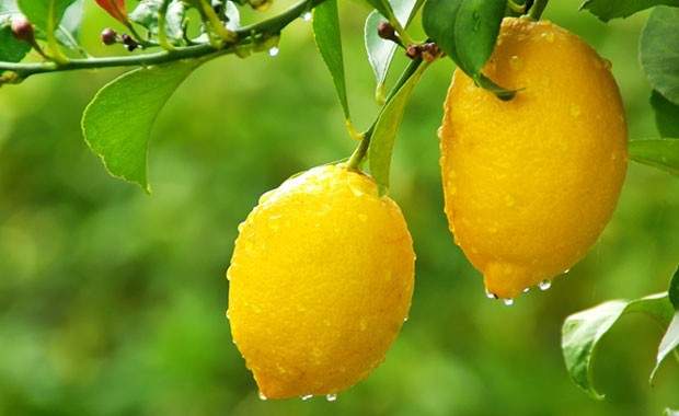 Limonun Bu YararlarınıHiç Duymadınız, Limonun Faydaları