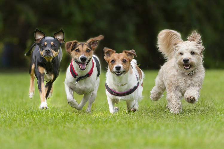 Kahve Falında Köpek Görmek