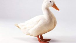 Kahve Falında Ördek Görmek