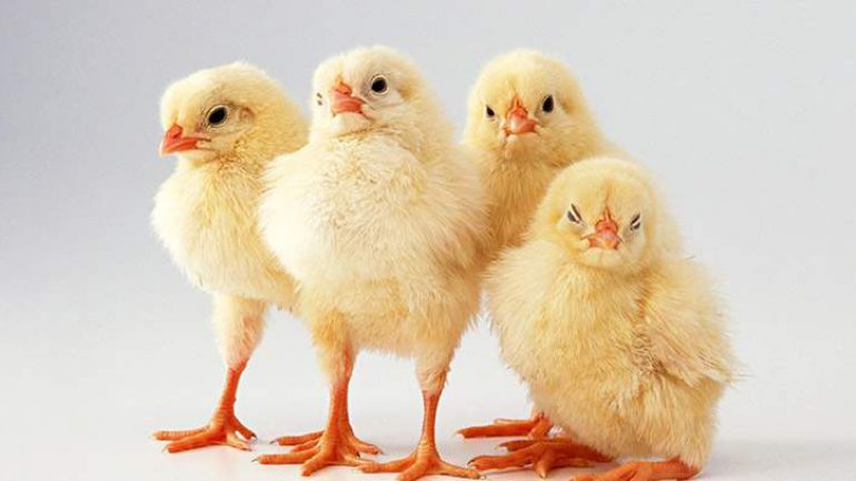 Kahve Falinda Civciv Gormek Kahve Falinda Civciv Gormek