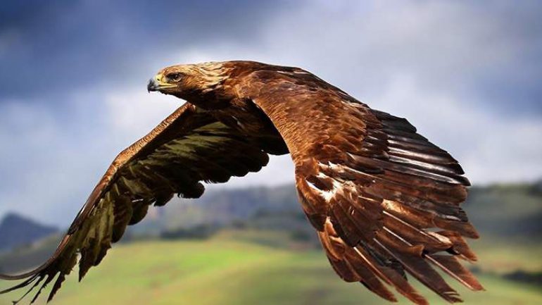 Kahve Falinda Sahin Gormek Falda Sahin Basi Sembolu Anlami Kahve Falinda Sahin Gormek Falda Sahin Basi Sembolu Anlami