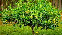 Rüyada Limon Ağacı Görmek