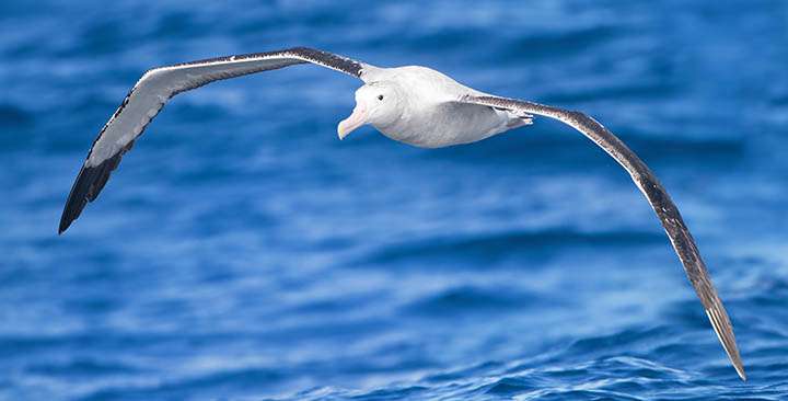 Kahve Falında Albatros