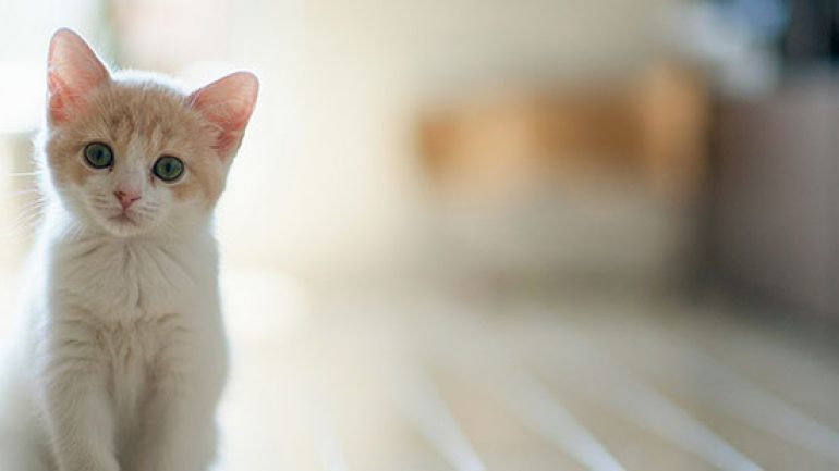 Kahve Falında Kedi Yavrusu