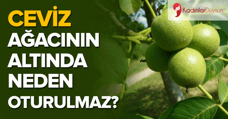 Ceviz Ağacı Altında Neden Oturulmaz