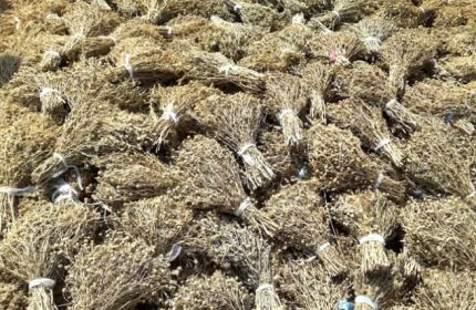 Üzerlik Tohumu Nedir, Faydaları Nelerdir? Üzerlik Çayı Nasıl Yapılır?