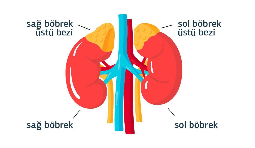 Böbrek Üstü Bezlerimiz Düzgün Çalışmıyorsa Neler Olur