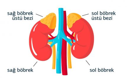 Böbrek Üstü Bezlerimiz Düzgün Çalışmıyorsa Neler Olur