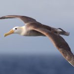 Kova Burcu: Albatros
