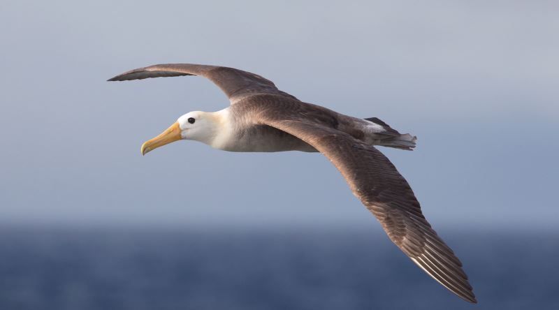 Kova Burcu: Albatros