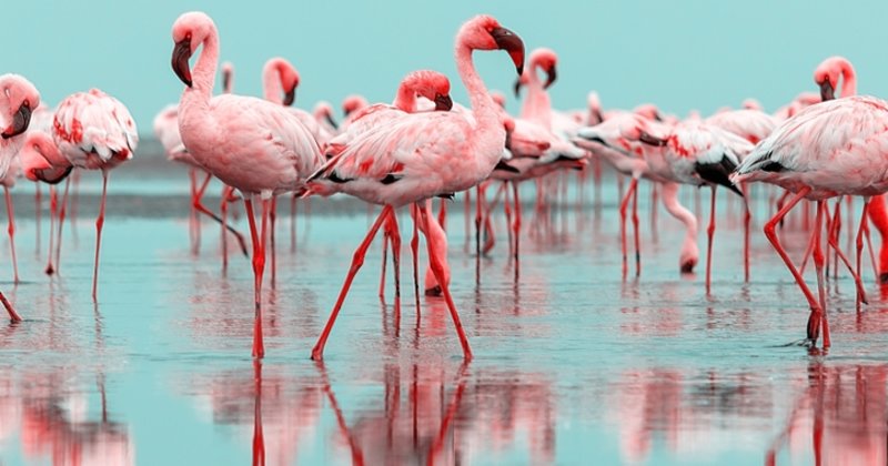 Yay Burcu: Flamingo